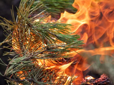 Comença la prohibició de fer foc al bosc amb una vegetació més seca que mai a Catalunya